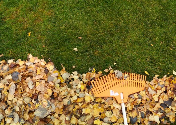 Nettoyage de sous-bois et ramassage de feuilles Entretien et nettoyage de sous-bois réalisé par la SARL Servant et Fils à Touzac, ramassage de feuilles pour un espace vert propre et soigné