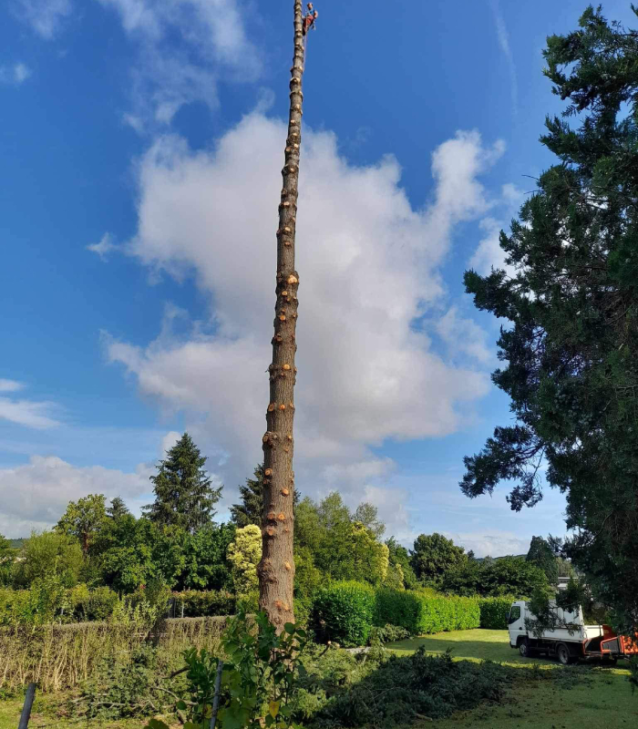 Intervention de taille et de démontage réalisée par la SARL Servant et Fils, arboriste-grimpeur travaillant sur un grand pin